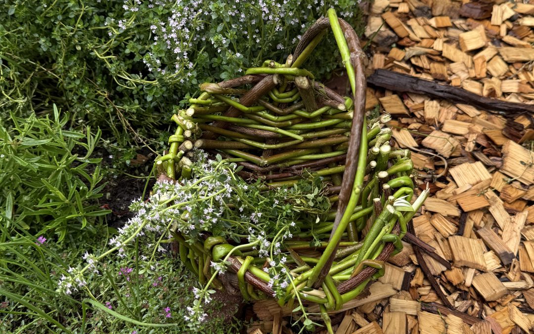Image: a rustic basket made of green and brown branches containing a bundle of flowering herbs, photographed in a garden