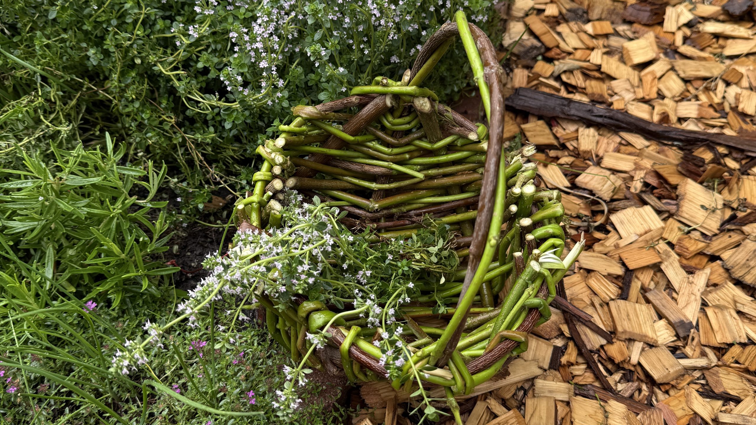 Image: a rustic basket made of green and brown branches containing a bundle of flowering herbs, photographed in a garden